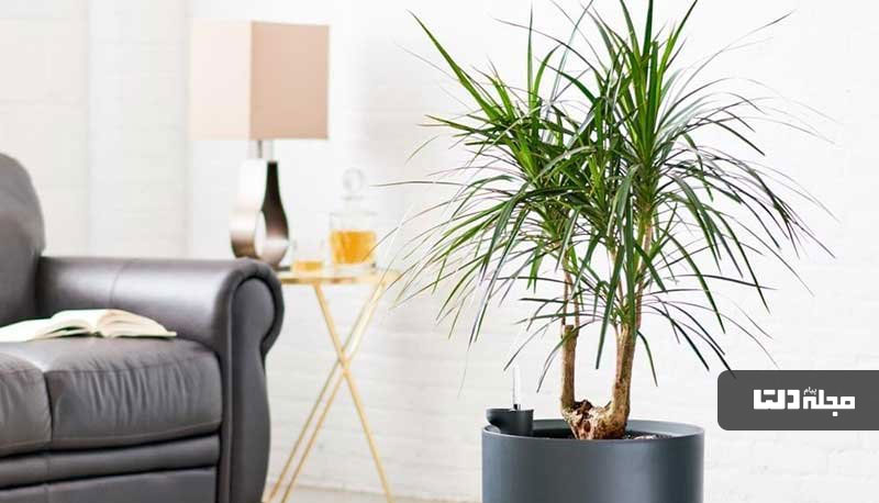 گیاهان آپارتمانی ضد استرس در منزل