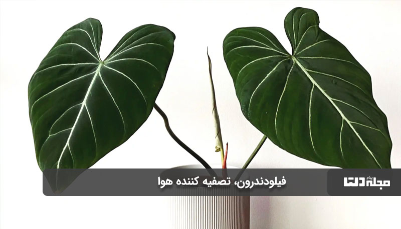 فیلودندرون از گیاهان آپارتمانی تصفیه کننده هوا