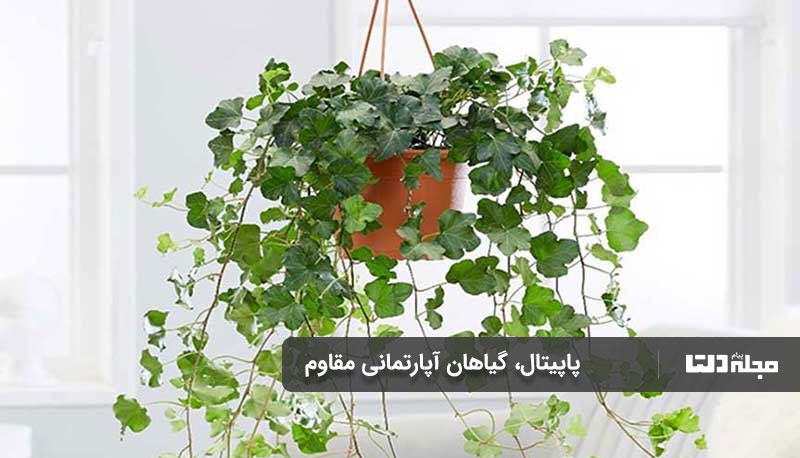 نگهداری گیاهان آپارتمانی مقاوم در منزل