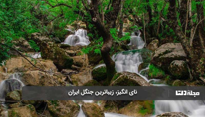 زیباترین جنگل ایران