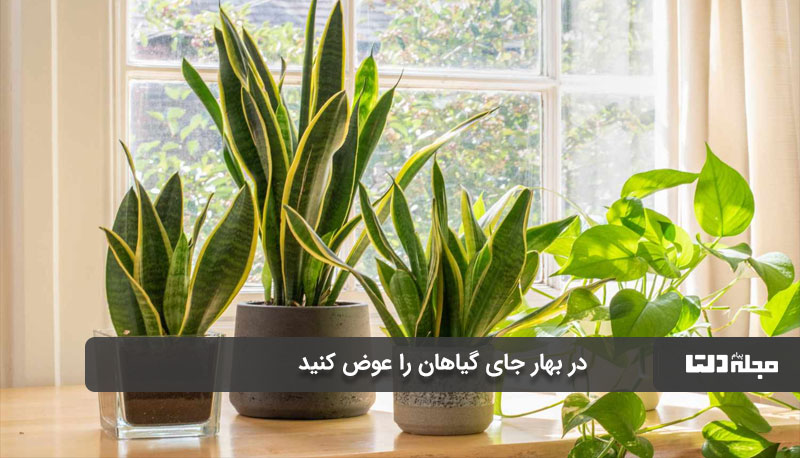 سلامت-گیاهان-آپارتمانی